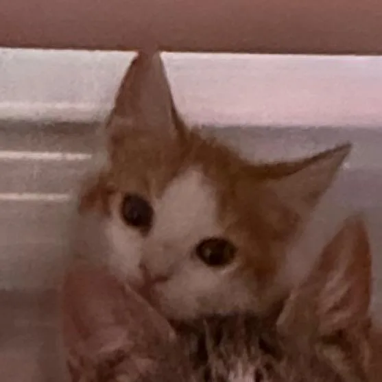 Trix is at Petsmart thumbnail 4