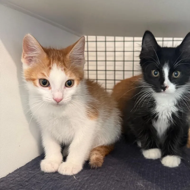 Trix is at Petsmart thumbnail 5