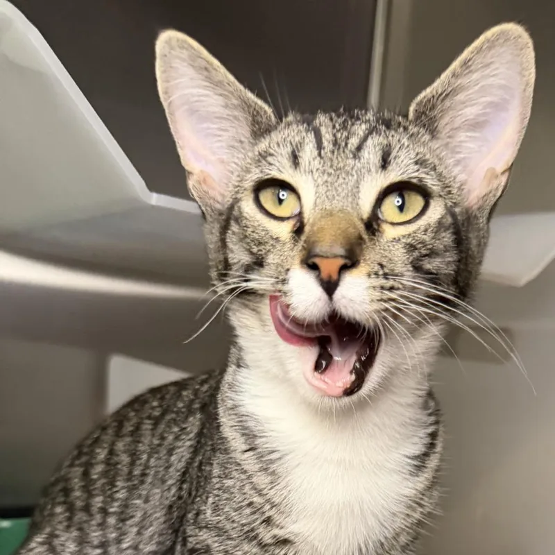 A young medium-sized male Domestic Short Hair cat named Robben for adoption in Los Angeles, CA