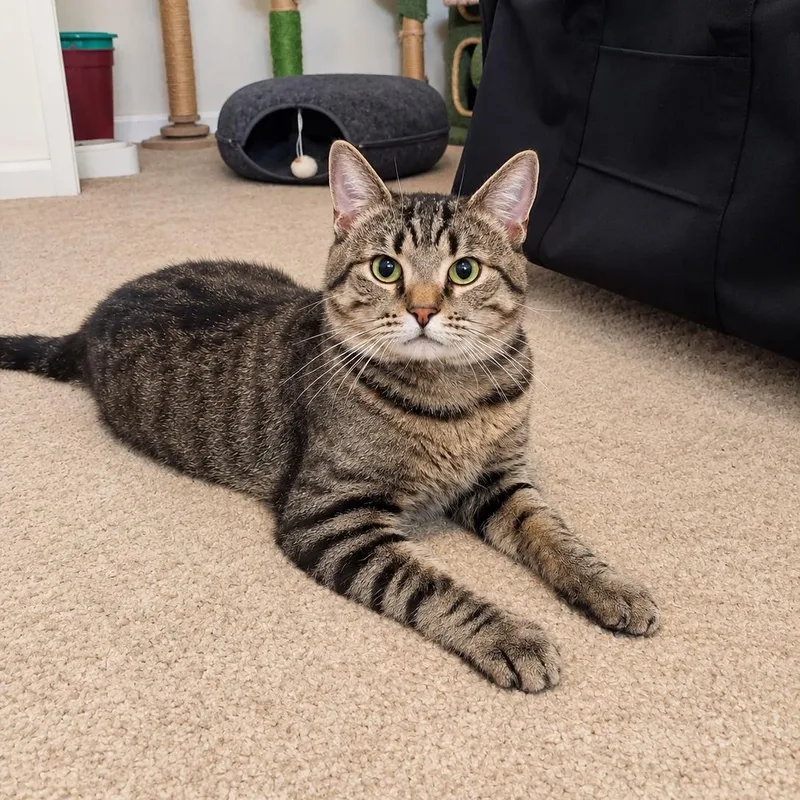 An adult large-sized male Domestic Short Hair cat named Joey for adoption in Fresno, CA