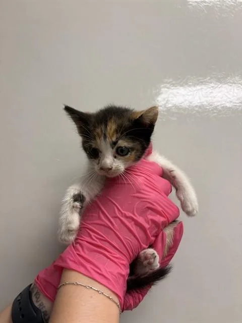 A baby small-sized female Domestic Short Hair cat named Connie for adoption in Ontario, CA