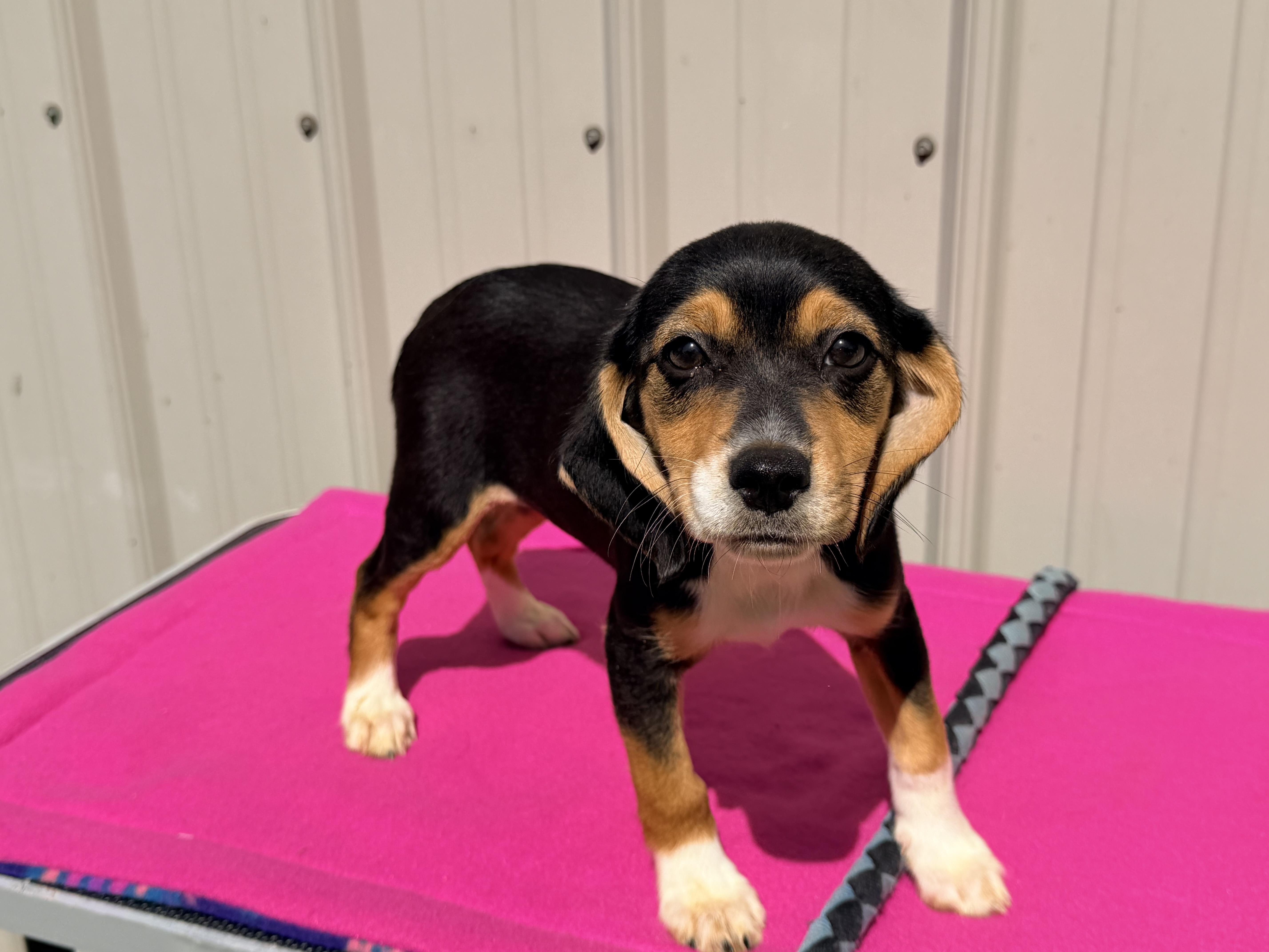 A baby small-sized female Tricolor (Brown, Black, & White) Beagle dog named Faith for adoption in Logan, OH