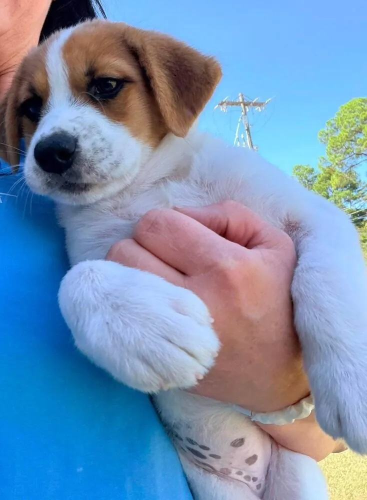 A baby large-sized female Labrador Retriever dog named Frankie for adoption in Troy, AL