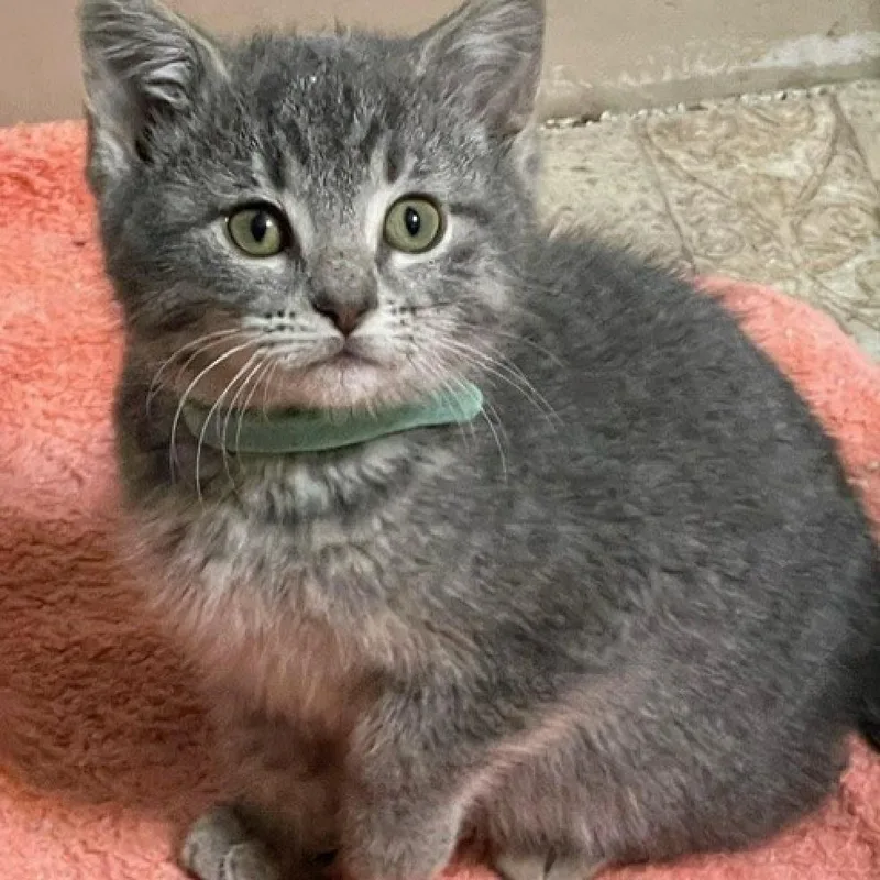 An adult large-sized male Gray / Blue / Silver Domestic Short Hair cat named Olaf for adoption in Normal, IL