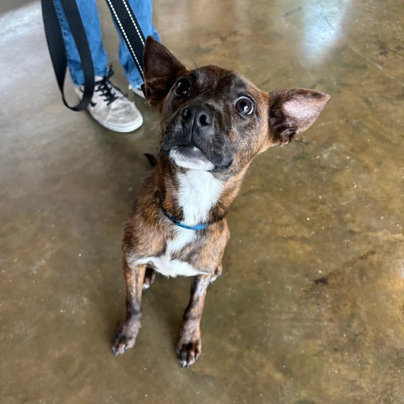 A young medium-sized male Brown / Chocolate Mixed Breed dog named Puddin for adoption in Fredericksburg, TX