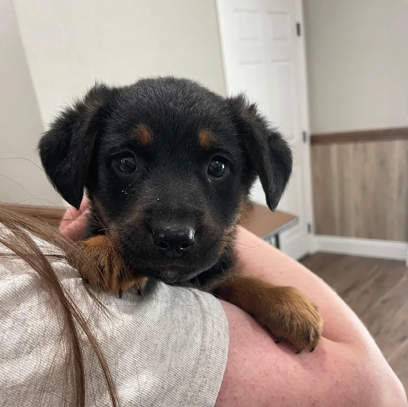 A baby small-sized male Tricolor (Brown, Black, & White) Mixed Breed dog named Wren for adoption in Bryson City, NC