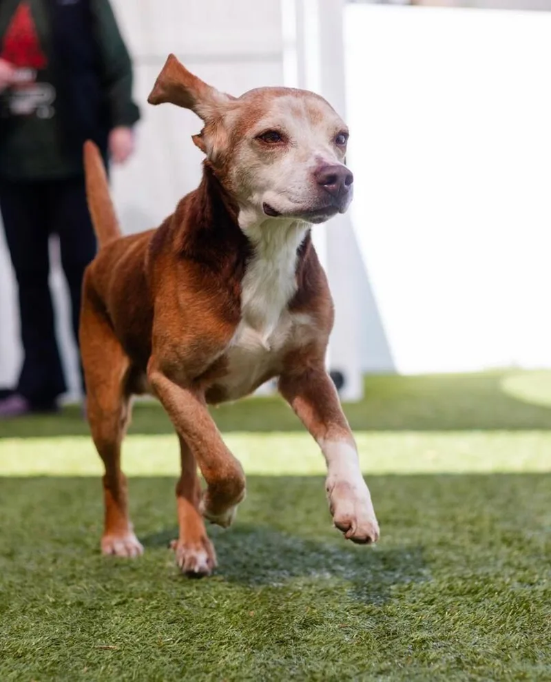 A senior medium-sized male Tricolor (Brown, Black, & White) Beagle dog named Porkchop for adoption in Breinigsville, PA