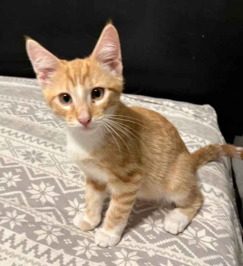 A baby medium-sized male Tabby (Orange / Red) Domestic Short Hair cat named Carameowl Macchiato for adoption in La Canada, CA