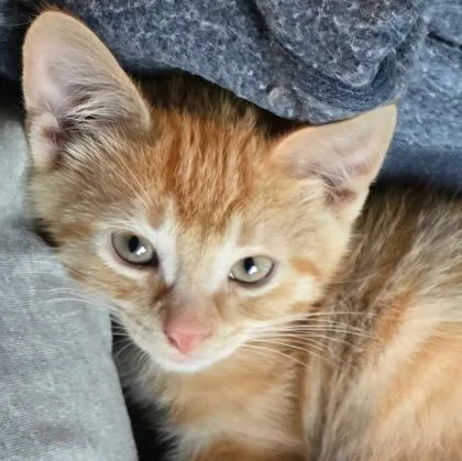 A baby small-sized male Domestic Short Hair cat named Timothy for adoption in Verona, WI
