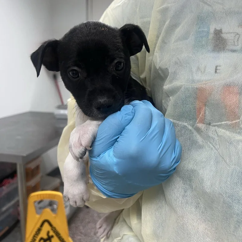 A baby small-sized male White / Cream Mixed Breed dog named Baleen for adoption in Salt Lake City, UT
