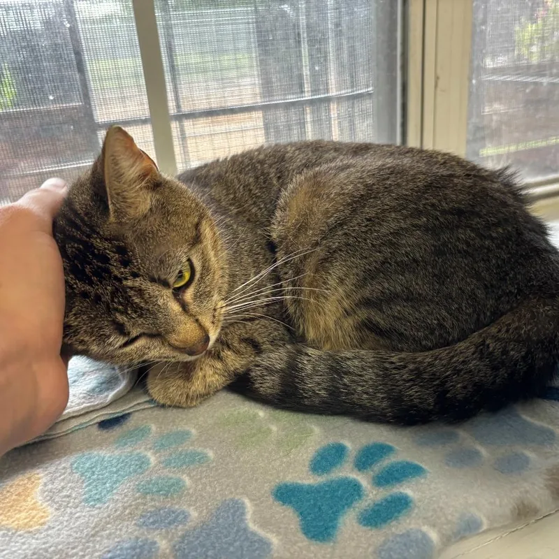 A young medium-sized female Brown / Chocolate Domestic Short Hair cat named Unsalted for adoption in Carencro, LA