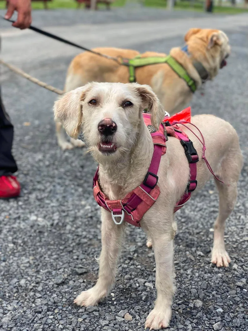 A baby medium-sized female Golden Retriever dog named Winter for adoption in Lewistown, PA