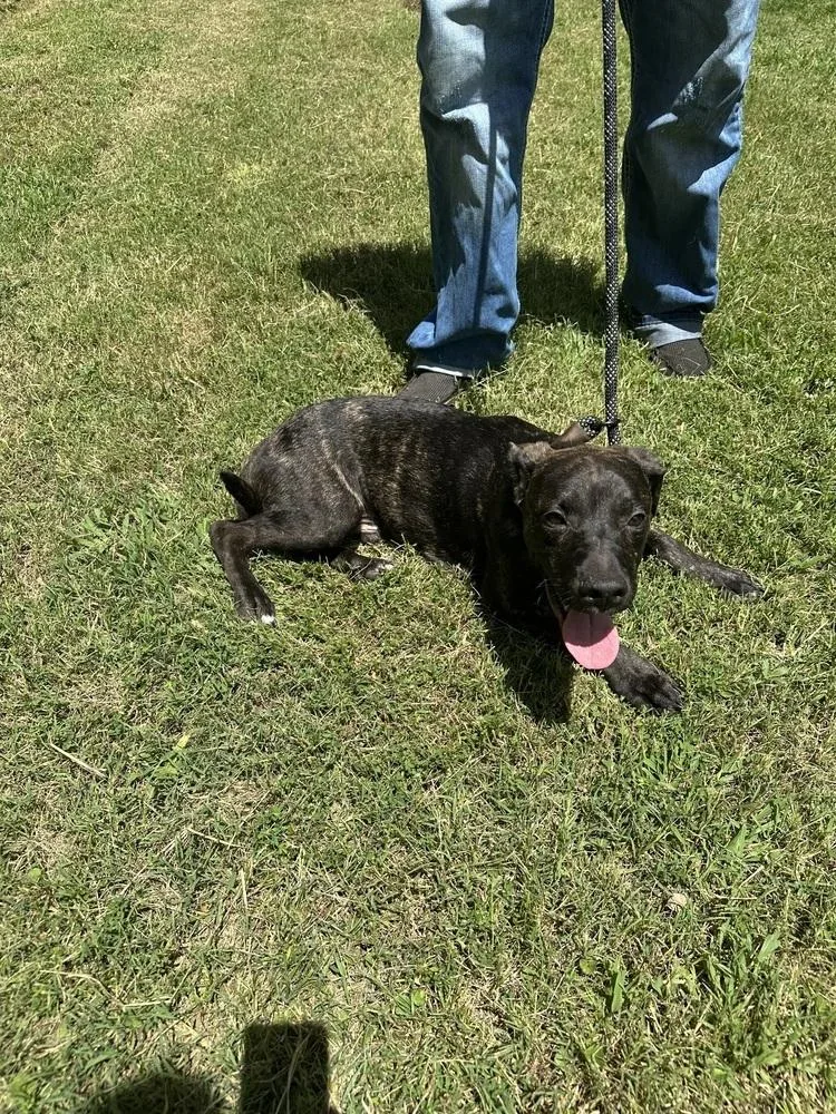 A baby large-sized male Brindle Pit Bull Terrier dog named Wally for adoption in New Bedford, MA