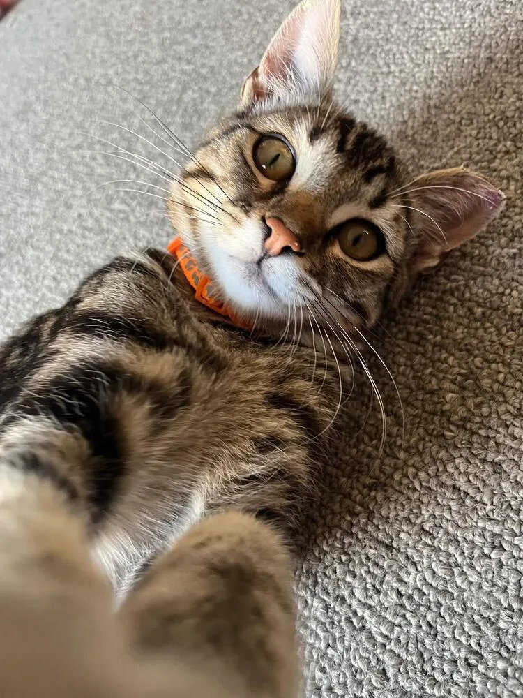 A baby small-sized male Tabby (Brown / Chocolate) Domestic Short Hair cat named Giuseppe for adoption in Lancaster, CA