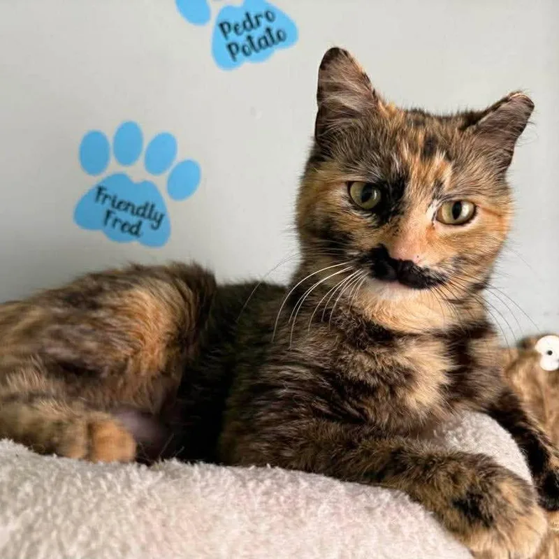 A young medium-sized female Tortoiseshell Domestic Short Hair cat named Cleopatra for adoption in Shawnee, KS