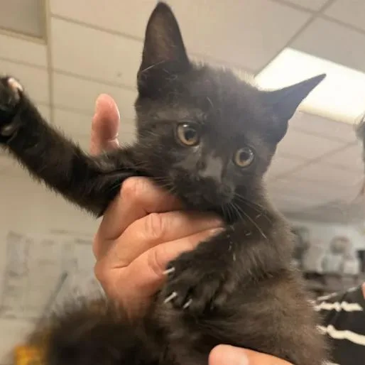 A baby small-sized female Black Domestic Short Hair cat named ZabrineC for adoption in East Saint Louis, IL