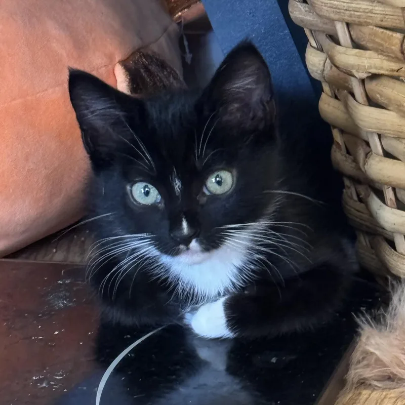 A baby medium-sized male Black & White / Tuxedo Domestic Short Hair cat named Pugsly for adoption in Brentwood, CA