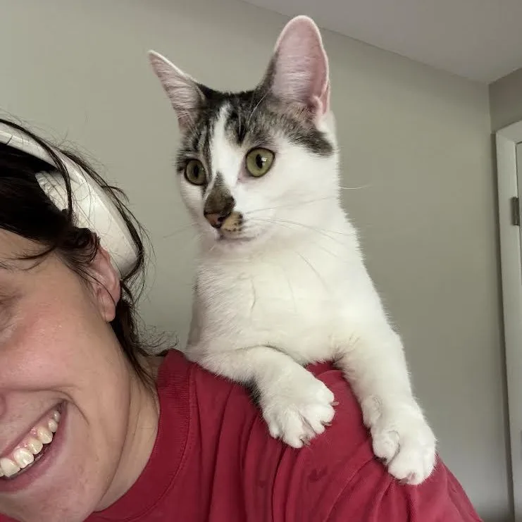 A young medium-sized female White Domestic Short Hair cat named Jackie  Jenna  for adoption in Buffalo, NY