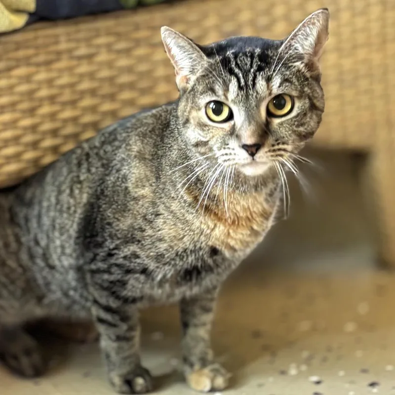An adult medium-sized female Brown / Chocolate Domestic Short Hair cat named Whimsy for adoption in Kailua Kona, HI