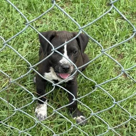 A baby small-sized male Black Labrador Retriever dog named Brix for adoption in Marshall, TX
