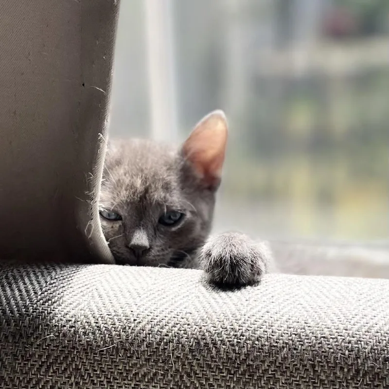 A baby small-sized female Tortoiseshell Domestic Short Hair cat named Ms. Peacock for adoption in St. Paul, MN