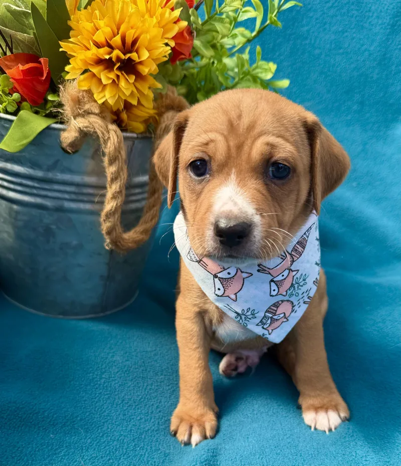 A baby small-sized male Red / Chestnut / Orange Puggle dog named Flash for adoption in Corona Del Mar, CA