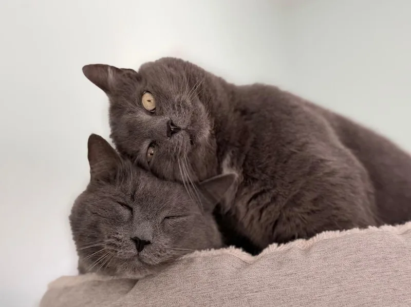 Jessie Bonded With Max thumbnail 5
