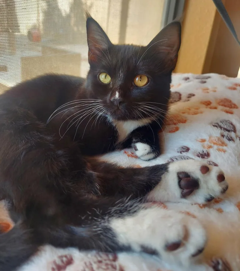 A young medium-sized female Domestic Short Hair cat named Smudge for adoption in Phoenix, AZ