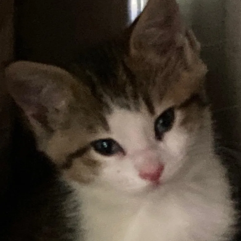A baby large-sized male Tabby (Buff / Tan / Fawn) Domestic Short Hair cat named Prometheus for adoption in Watkinsville, GA