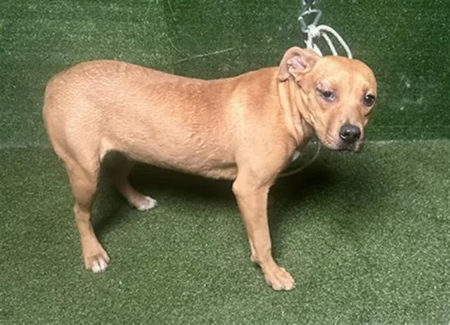 A young medium-sized female Pit Bull Terrier dog named Peggy for adoption in Lancaster, CA