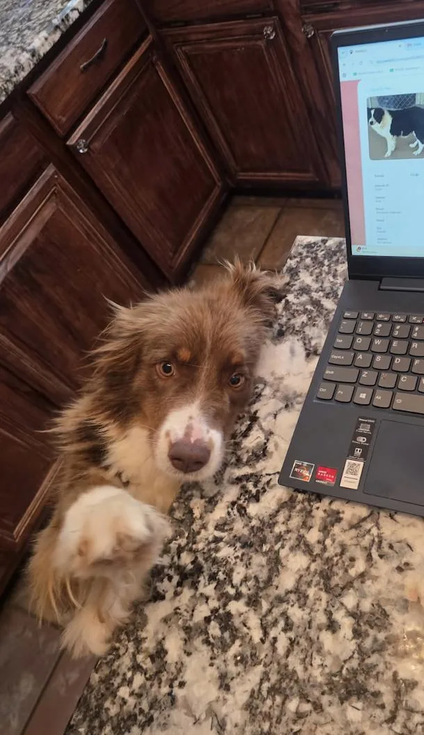 A young medium-sized female Australian Shepherd dog named LalaPandora for adoption in Arlington, TX