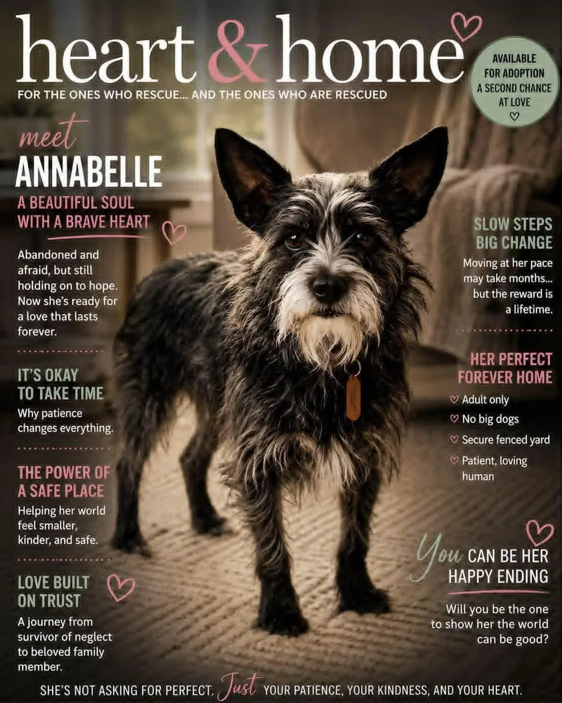 An adult small-sized female Black Cairn Terrier dog named Annabelle for adoption in Lincoln, NE