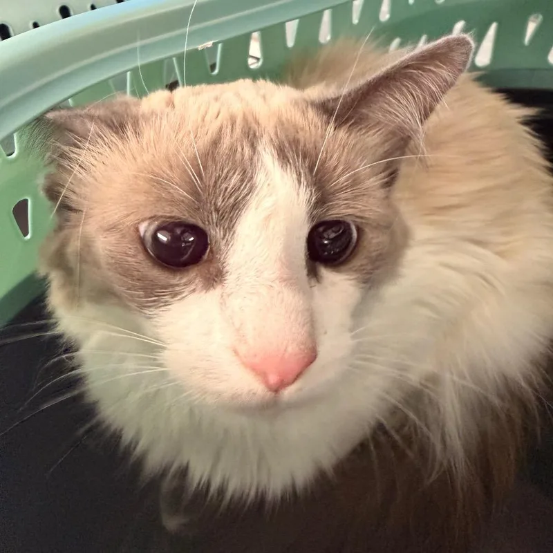 An adult medium-sized female Gray / Blue / Silver Snowshoe cat named Candy for adoption in Indianapolis, IN