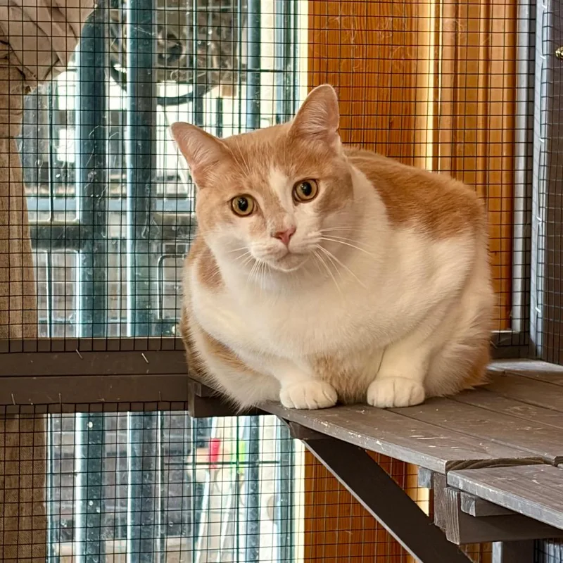 An adult extra large-sized male Domestic Short Hair cat named Baby for adoption in Salem, OR