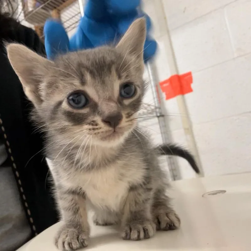 A baby small-sized male Gray / Blue / Silver American Shorthair cat named Copper for adoption in Edinburg, TX