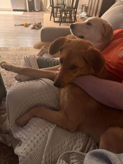 A young medium-sized male Labrador Retriever dog named Gatsby for adoption in Westland, MI