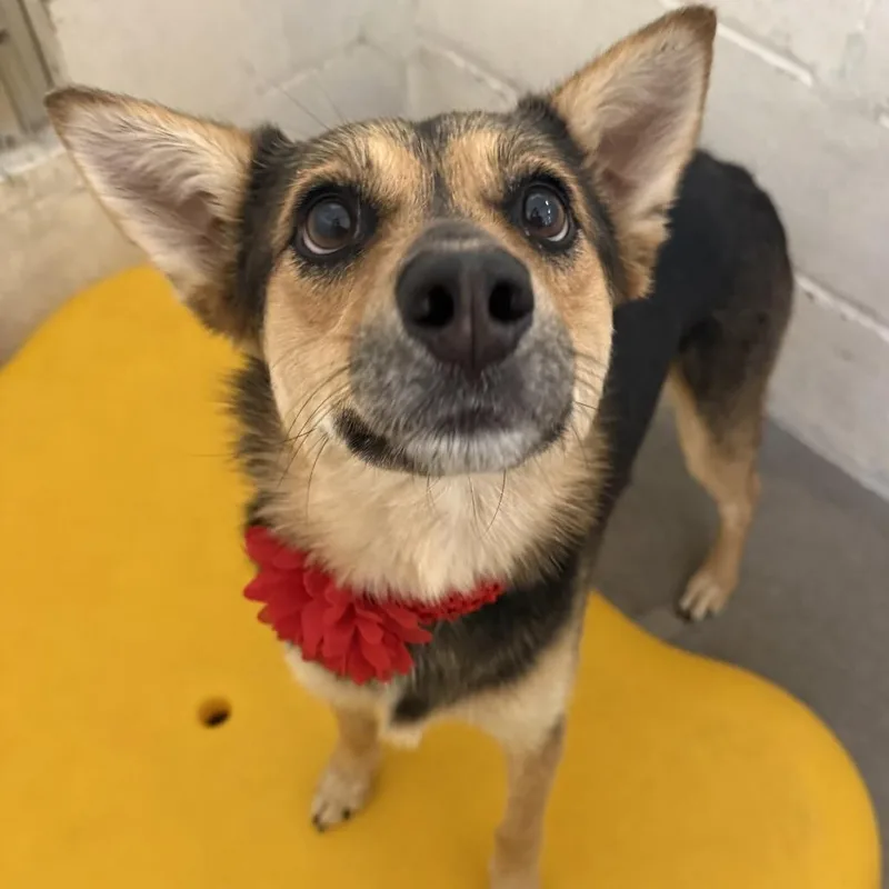 An adult medium-sized female Black Mixed Breed dog named Ria for adoption in Las Cruces, NM