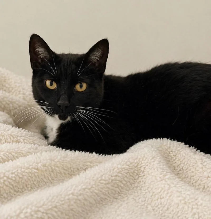 A young small-sized female Domestic Short Hair cat named Storm for adoption in Columbia, TN