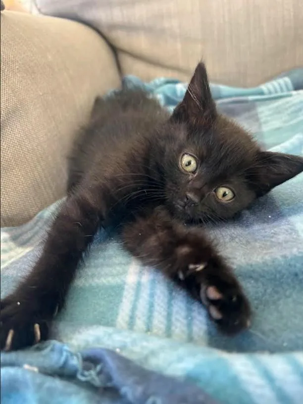 A baby medium-sized female Domestic Medium Hair cat named Zigzag for adoption in Chatsworth, CA
