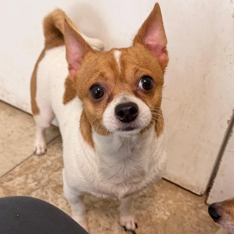 An adult small-sized male White / Cream Chihuahua dog named Eggsy for adoption in Titusville, FL