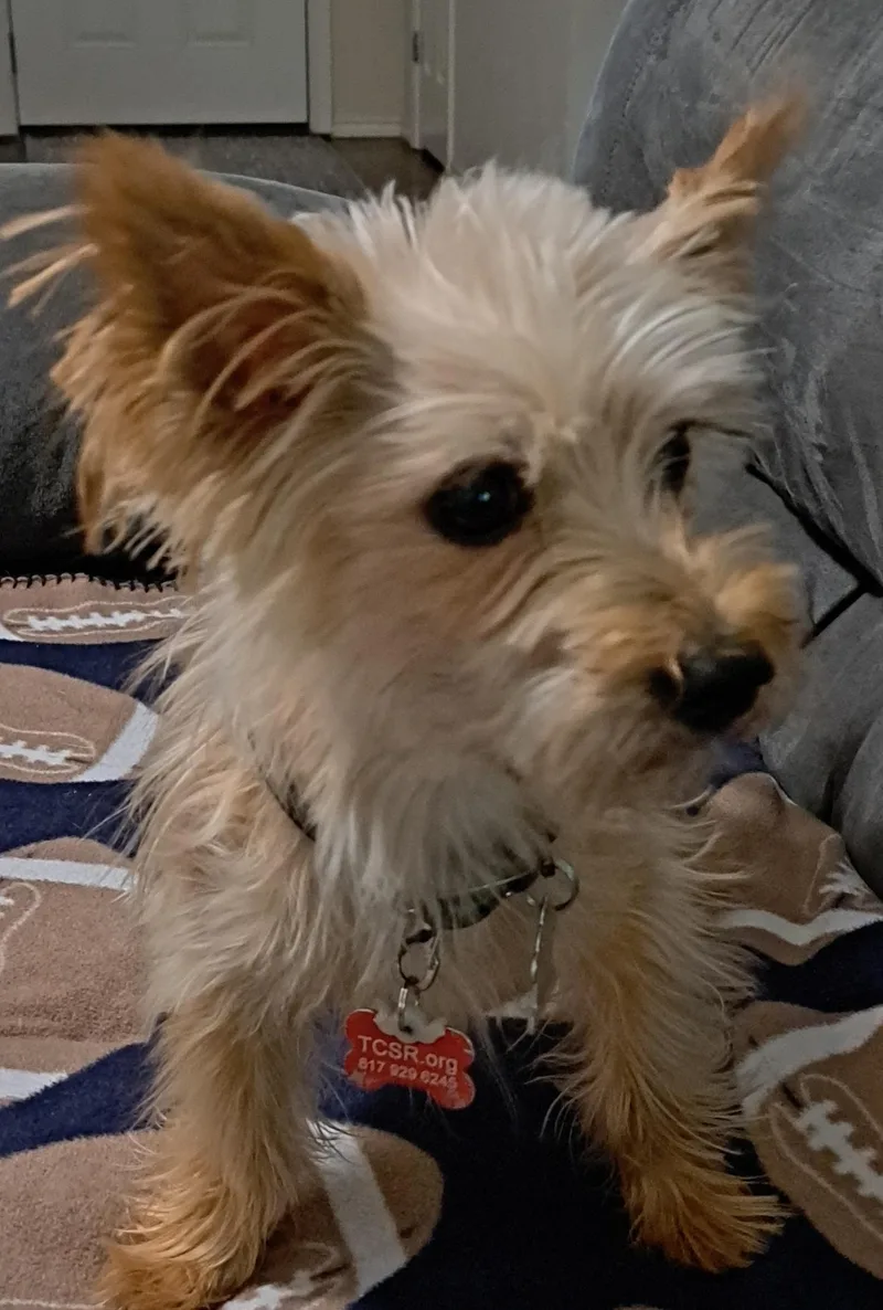 An adult small-sized male Yorkshire Terrier dog named Ollie for adoption in Burleson, TX
