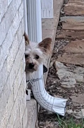 Ollie thumbnail 5