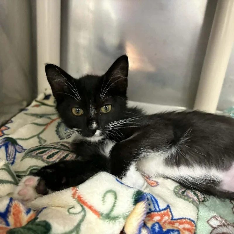 A baby medium-sized male Black & White / Tuxedo Domestic Short Hair cat named Drop for adoption in Candler, NC