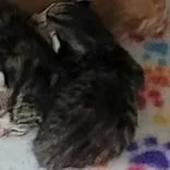 A baby medium-sized male Tabby (Gray / Blue / Silver) Domestic Short Hair cat named Persia Kitt for adoption in Portsmouth, OH