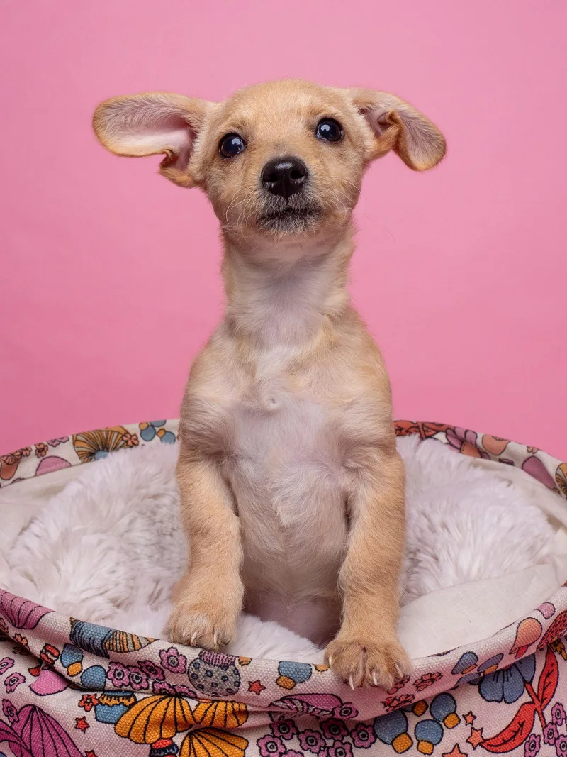 A baby small-sized female Yorkshire Terrier dog named Awnw: Gizmo for adoption in Palo Alto, CA
