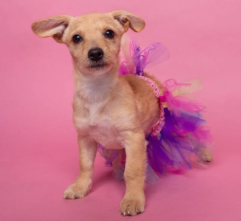 Awnw: Gizmo thumbnail 2