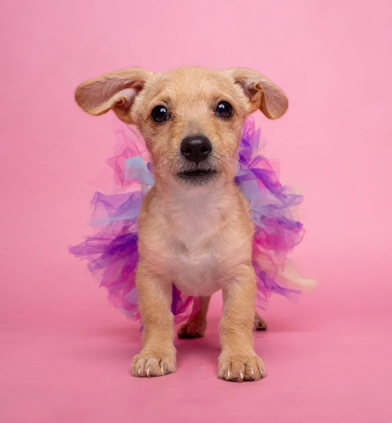 Awnw: Gizmo thumbnail 3