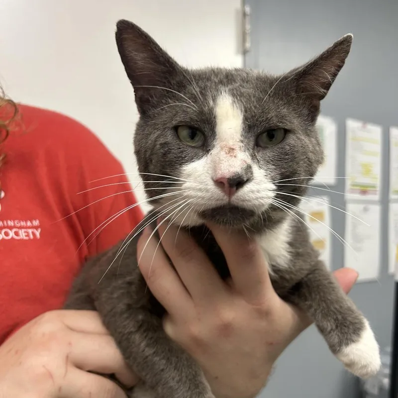 An adult medium-sized male Gray / Blue / Silver Domestic Short Hair cat named Jacob for adoption in Birmingham, AL