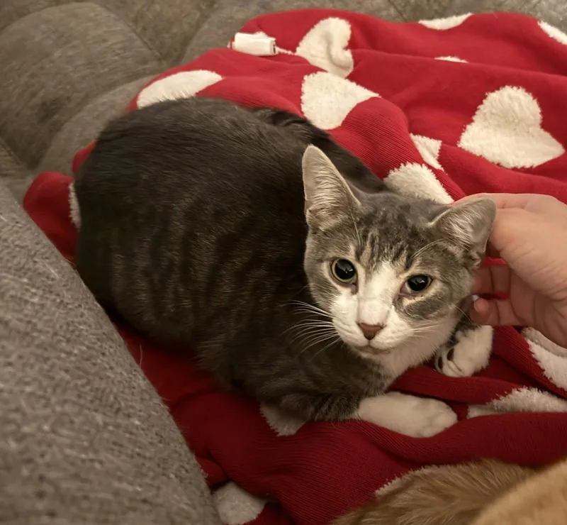 A young medium-sized male Tabby cat named Brutus lookinglove for adoption in Houston, TX