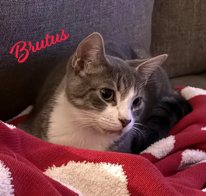 Brutus lookinglove thumbnail 2
